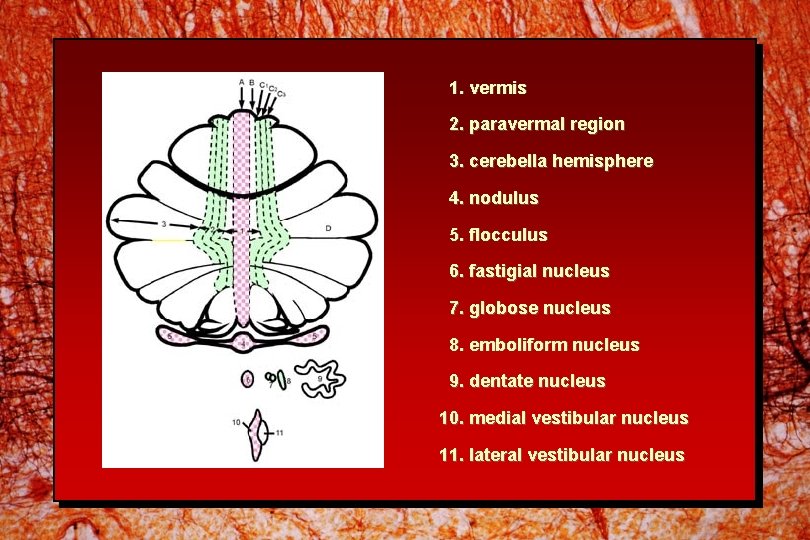 1. vermis 2. paravermal region 3. cerebella hemisphere 4. nodulus 5. flocculus 6. fastigial