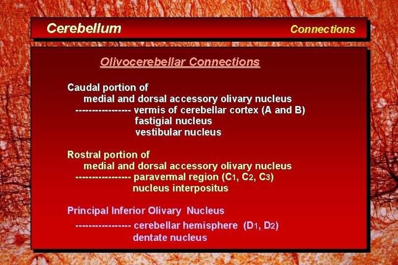 Cerebellum Connections Olivocerebellar Connections Caudal portion of medial and dorsal accessory olivary nucleus ---------
