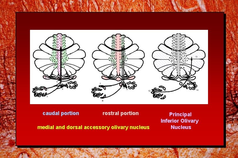 caudal portion rostral portion medial and dorsal accessory olivary nucleus Principal Inferior Olivary Nucleus