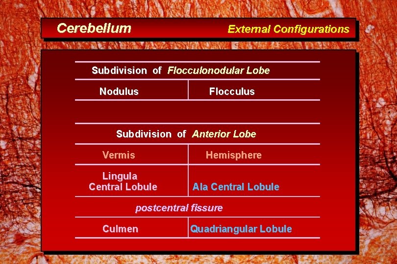 Cerebellum External Configurations Subdivision of Flocculonodular Lobe Nodulus Flocculus Subdivision of Anterior Lobe Vermis