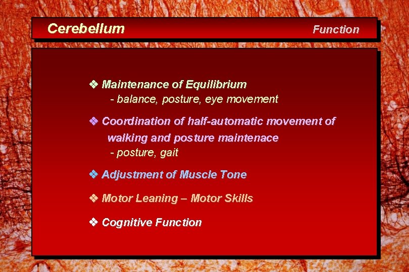 Cerebellum Function Maintenance of Equilibrium - balance, posture, eye movement Coordination of half-automatic movement