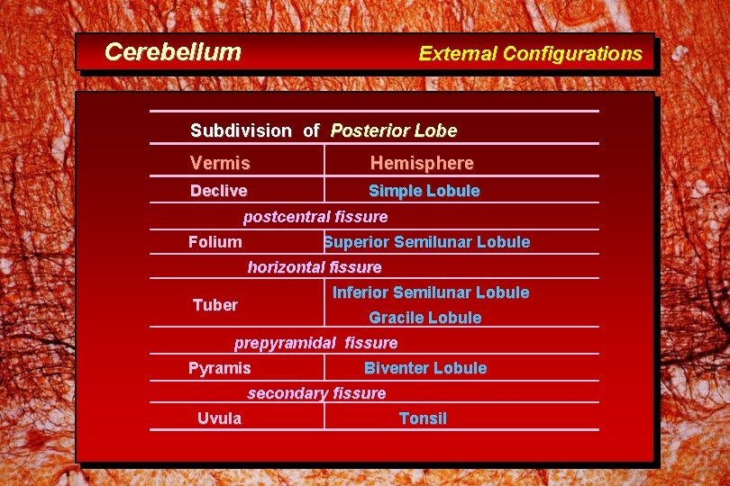 Cerebellum External Configurations Subdivision of Posterior Lobe Vermis Hemisphere Declive Simple Lobule postcentral fissure