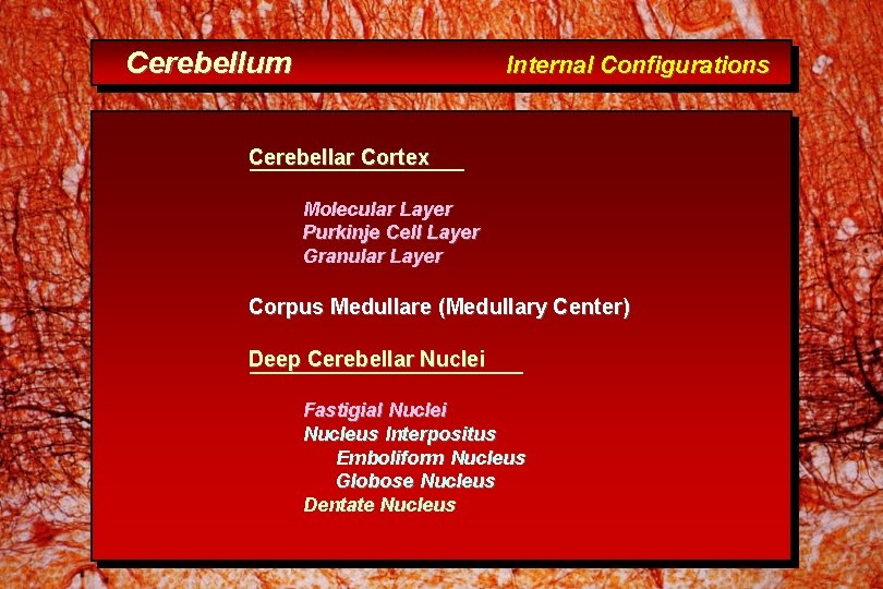 Cerebellum Internal Configurations Cerebellar Cortex Molecular Layer Purkinje Cell Layer Granular Layer Corpus Medullare