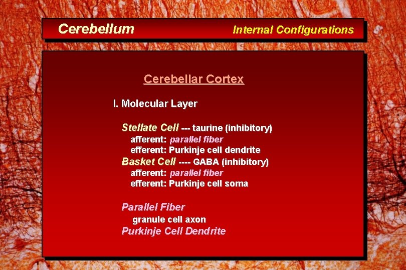 Cerebellum Internal Configurations Cerebellar Cortex I. Molecular Layer Stellate Cell --- taurine (inhibitory) afferent: