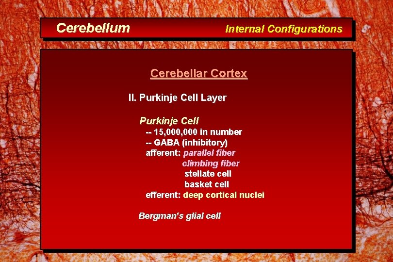 Cerebellum Internal Configurations Cerebellar Cortex II. Purkinje Cell Layer Purkinje Cell -- 15, 000