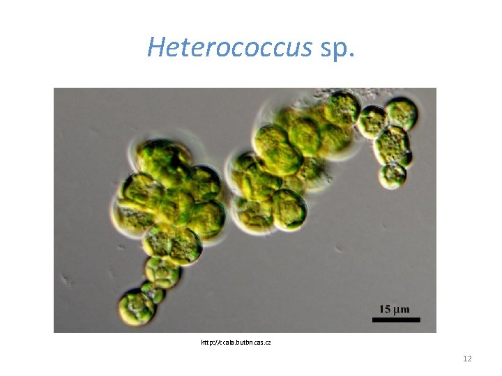Heterococcus sp. http: //ccala. butbn. cas. cz 12 