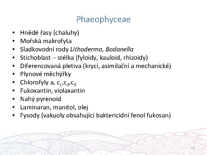 Phaeophyceae • • • Hnědé řasy (chaluhy) Mořská makrofyta Sladkovodní rody Lithoderma, Bodanella Stichoblast