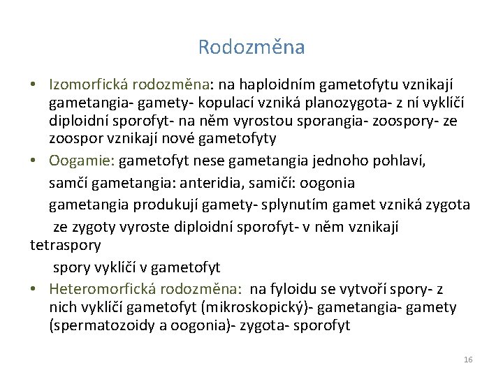 Rodozměna • Izomorfická rodozměna: na haploidním gametofytu vznikají gametangia- gamety- kopulací vzniká planozygota- z