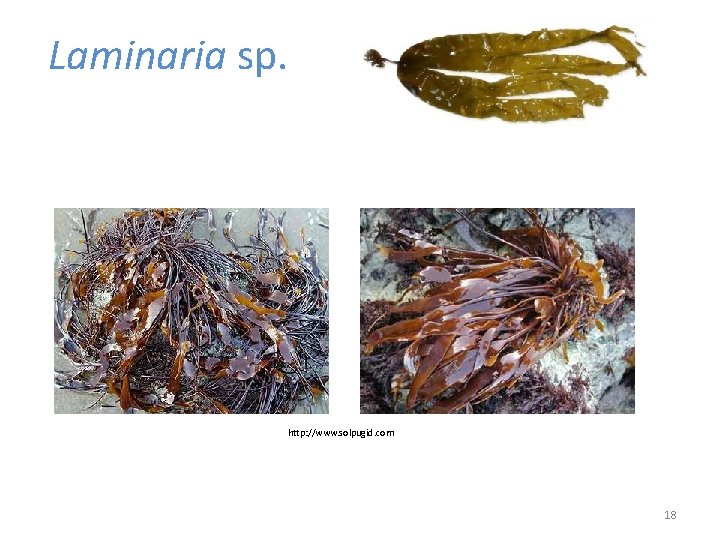 Laminaria sp. http: //www. solpugid. com 18 