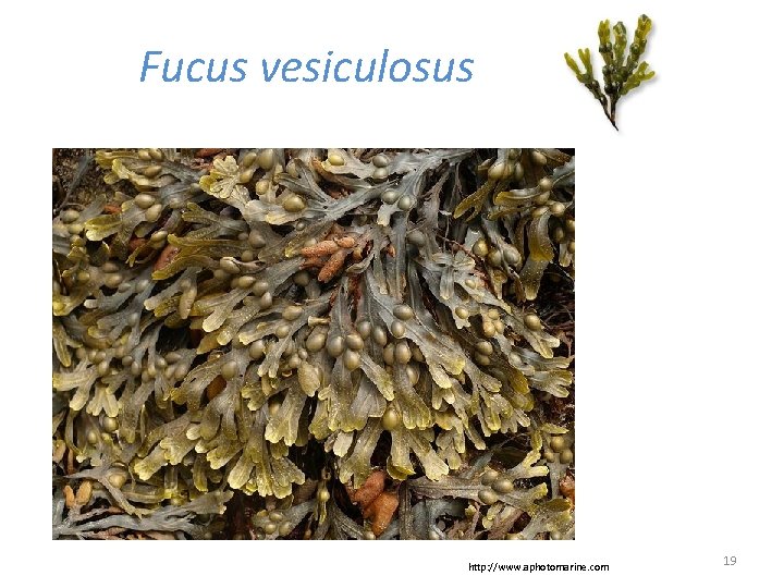 Fucus vesiculosus http: //www. aphotomarine. com 19 