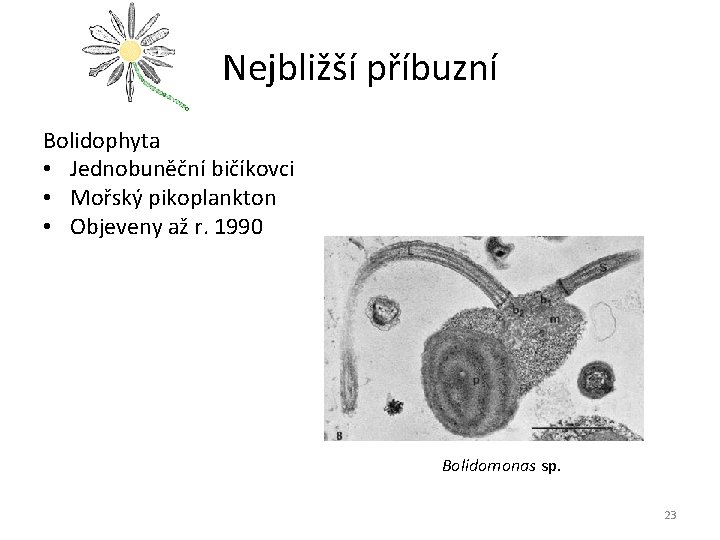 Nejbližší příbuzní Bolidophyta • Jednobuněční bičíkovci • Mořský pikoplankton • Objeveny až r. 1990