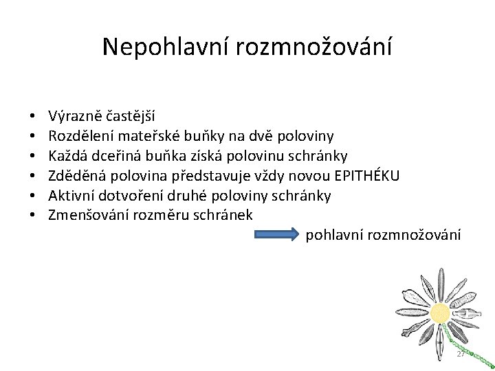 Nepohlavní rozmnožování • Výrazně častější • Rozdělení mateřské buňky na dvě poloviny • Každá