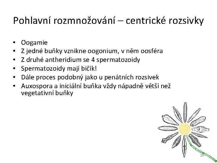 Pohlavní rozmnožování – centrické rozsivky • • • Oogamie Z jedné buňky vznikne oogonium,