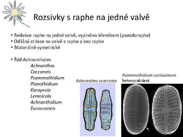 Rozsivky s raphe na jedné valvě • Redukce raphe na jedné valvě, vyplněno křemíkem