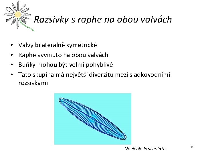 Rozsivky s raphe na obou valvách • • Valvy bilaterálně symetrické Raphe vyvinuto na