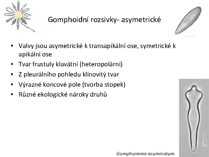 Gomphoidní rozsivky- asymetrické • Valvy jsou asymetrické k transapikální ose, symetrické k apikální ose