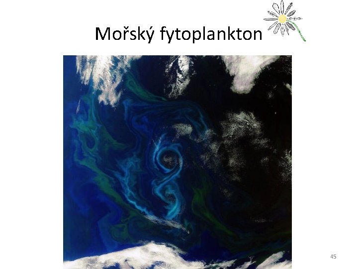 Mořský fytoplankton 45 