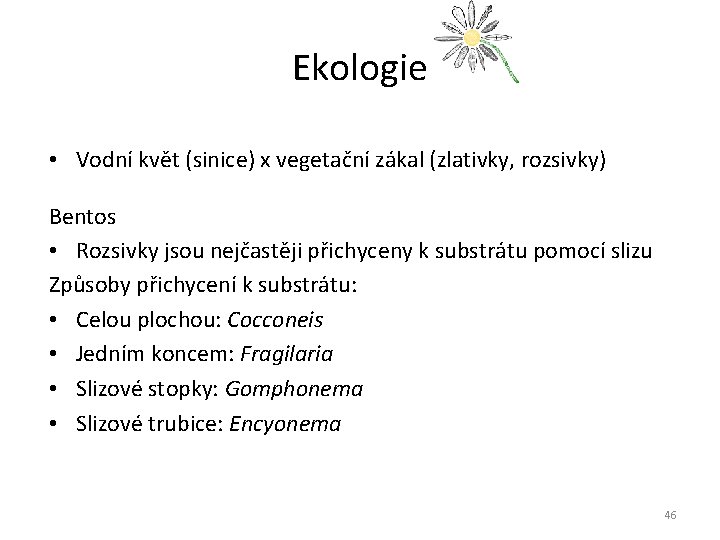 Ekologie • Vodní květ (sinice) x vegetační zákal (zlativky, rozsivky) Bentos • Rozsivky jsou