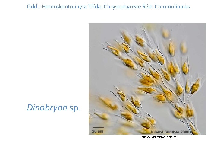 Odd. : Heterokontophyta Třída: Chrysophyceae Řád: Chromulinales Dinobryon sp. http: //www. mikroskopie. de/ 