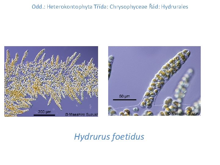 Odd. : Heterokontophyta Třída: Chrysophyceae Řád: Hydrurales Hydrurus foetidus 