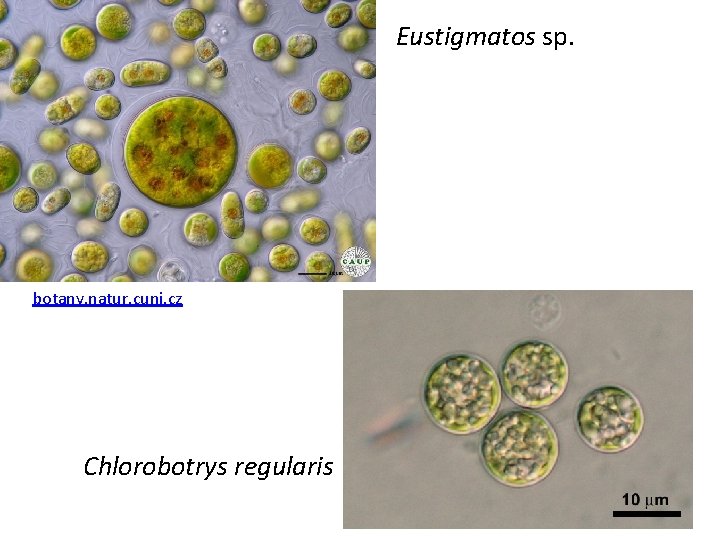 Eustigmatos sp. botany. natur. cuni. cz Chlorobotrys regularis 62 