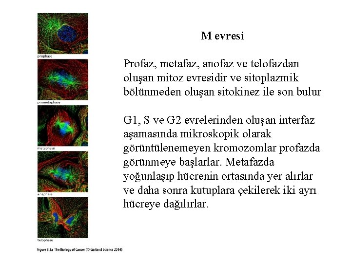 M evresi Profaz, metafaz, anofaz ve telofazdan oluşan mitoz evresidir ve sitoplazmik bölünmeden oluşan