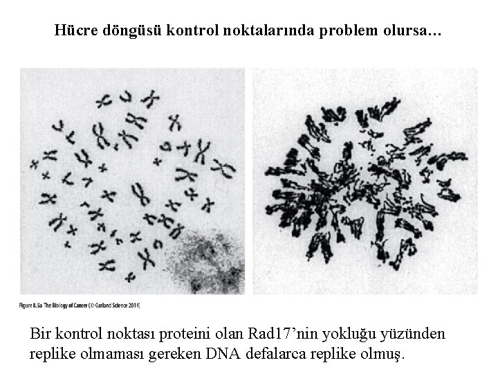 Hücre döngüsü kontrol noktalarında problem olursa… Bir kontrol noktası proteini olan Rad 17’nin yokluğu