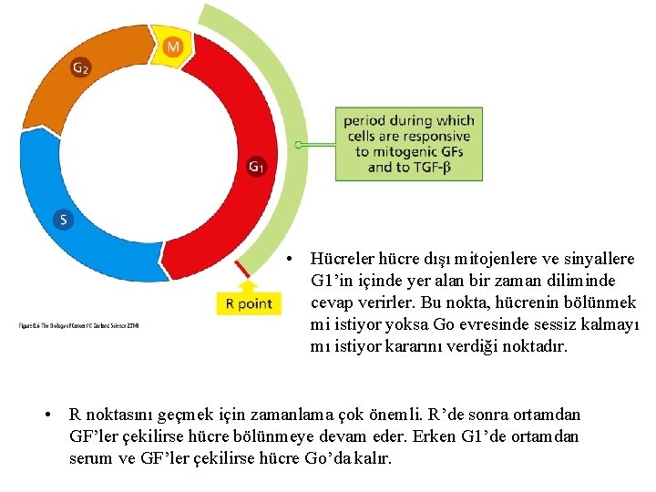  • Hücreler hücre dışı mitojenlere ve sinyallere G 1’in içinde yer alan bir