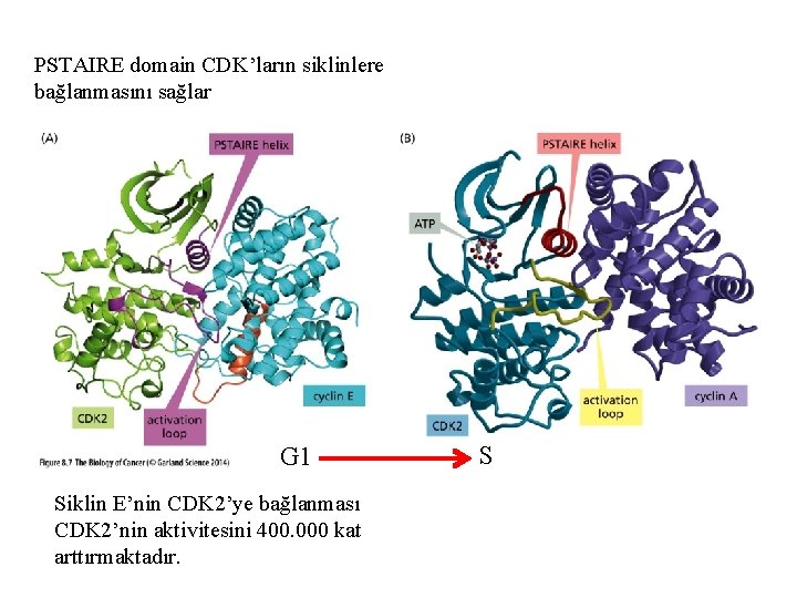 PSTAIRE domain CDK’ların siklinlere bağlanmasını sağlar G 1 Siklin E’nin CDK 2’ye bağlanması CDK