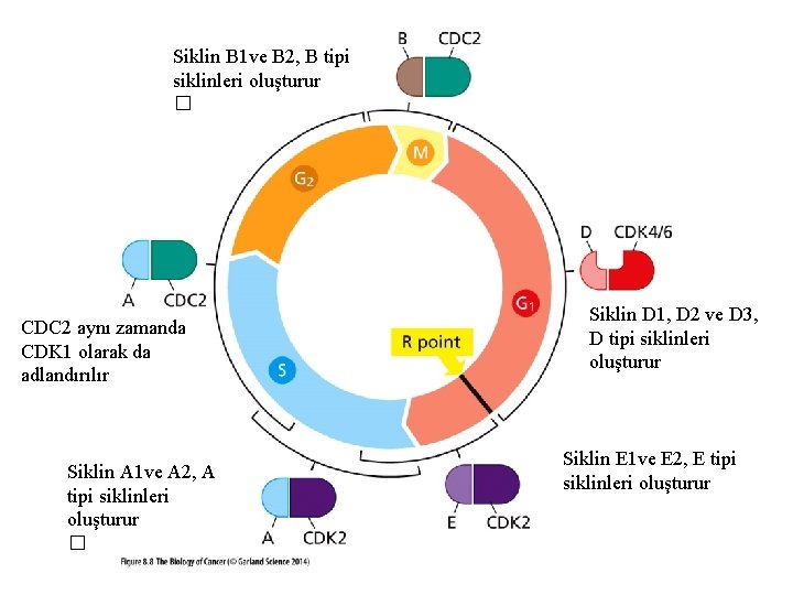 Siklin B 1 ve B 2, B tipi siklinleri oluşturur � CDC 2 aynı