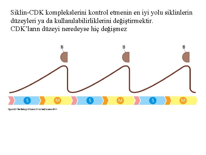 Siklin-CDK komplekslerini kontrol etmenin en iyi yolu siklinlerin düzeyleri ya da kullanılabilirliklerini değiştirmektir. CDK’ların