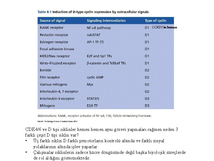 CCND 1 in human CDK 4/6 ve D tipi siklinler hemen aynı görevi yapmaları