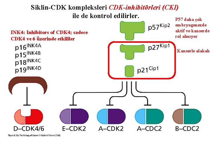 Siklin-CDK kompleksleri CDK-inhibitörleri (CKI) ile de kontrol edilirler. P 57 daha çok INK 4: