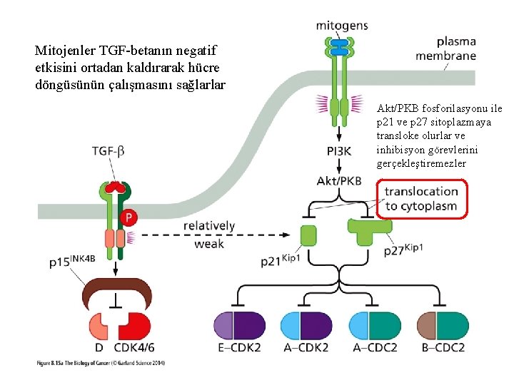 Mitojenler TGF-betanın negatif etkisini ortadan kaldırarak hücre döngüsünün çalışmasını sağlarlar Akt/PKB fosforilasyonu ile p