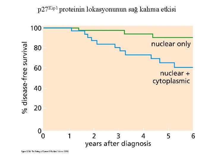 p 27 Kip 1 proteinin lokasyonunun sağ kalıma etkisi 