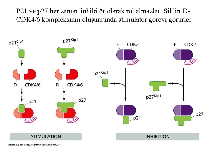 P 21 ve p 27 her zaman inhibitör olarak rol almazlar. Siklin DCDK 4/6