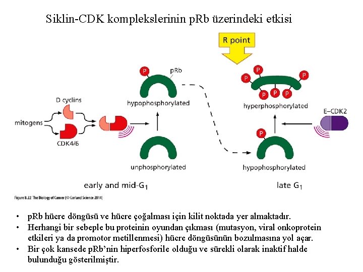 Siklin-CDK komplekslerinin p. Rb üzerindeki etkisi • p. Rb hücre döngüsü ve hücre çoğalması