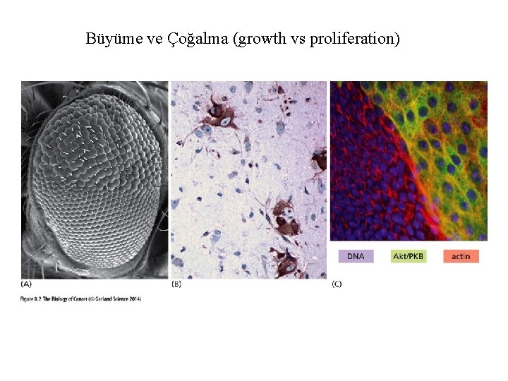 Büyüme ve Çoğalma (growth vs proliferation) 