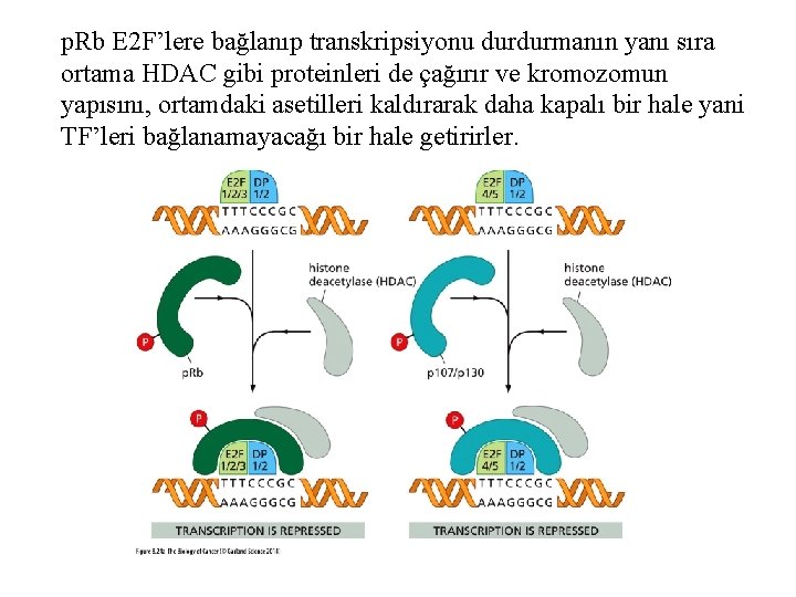 p. Rb E 2 F’lere bağlanıp transkripsiyonu durdurmanın yanı sıra ortama HDAC gibi proteinleri