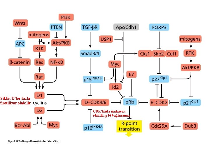 Siklin D’ler fazla üretiliyor olabilir CDK’larda mutasyon olabilir, p 16 bağlanamaz 