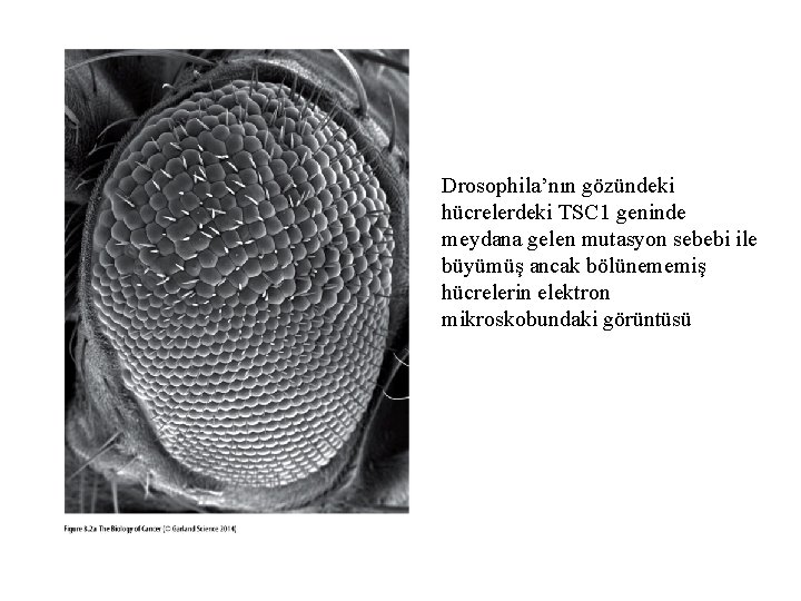 Drosophila’nın gözündeki hücrelerdeki TSC 1 geninde meydana gelen mutasyon sebebi ile büyümüş ancak bölünememiş