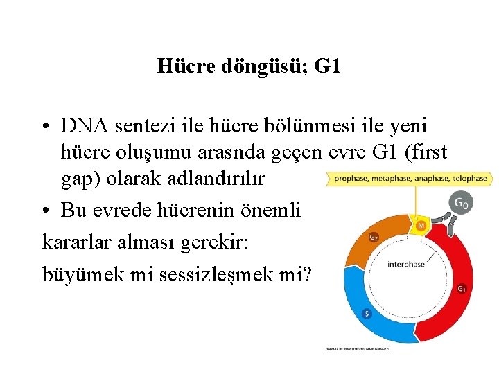 Hücre döngüsü; G 1 • DNA sentezi ile hücre bölünmesi ile yeni hücre oluşumu