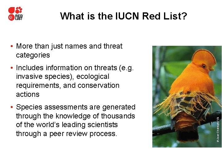 What is the IUCN Red List? • More than just names and threat categories