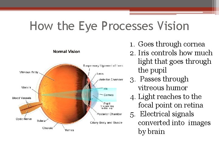 How the Eye Processes Vision 1. Goes through cornea 2. Iris controls how much
