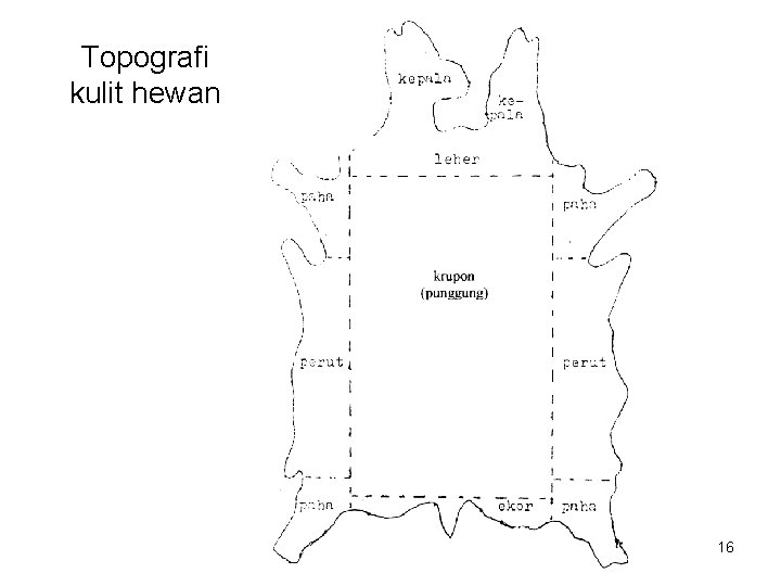 Topografi kulit hewan 16 