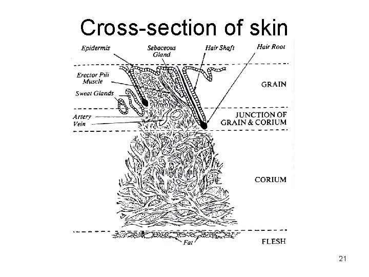 Cross-section of skin 21 