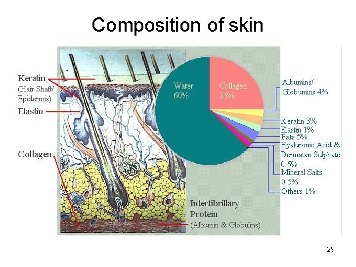 Composition of skin 29 