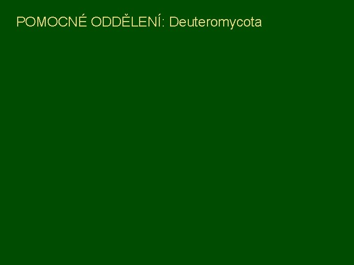 POMOCNÉ ODDĚLENÍ: Deuteromycota 