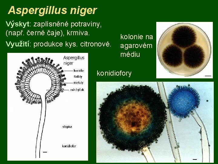 Aspergillus niger Výskyt: zaplísněné potraviny, (např. černé čaje), krmiva. Využití: produkce kys. citronové. kolonie