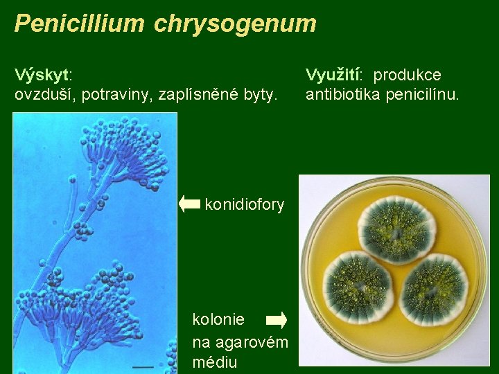 Penicillium chrysogenum Výskyt: ovzduší, potraviny, zaplísněné byty. konidiofory kolonie na agarovém médiu Využití: produkce